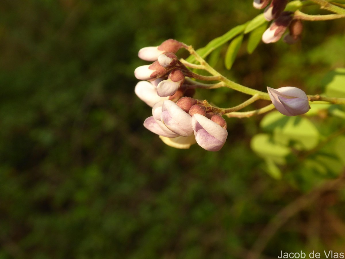 Dalbergia lanceolaria L.f.